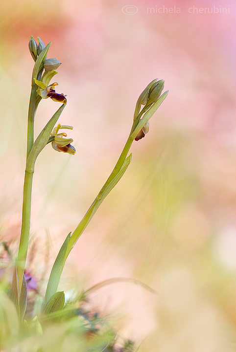 Ophrys sphegodes